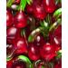 Bonbon cerise double cerisette g lifi Vidal 1kg - Buy Online on GoSupps.com