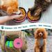 PetAmi Collapsible Dog Bowls - 2 Pack Travel Water & Food Bowls for Pets - Portable, Foldable & Lightweight - Pink - Buy Online on GoSupps.com