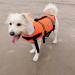 Vivaglory Ripstop Dog Rescue Vest - Neon Orange XL | Enhanced Buoyancy & Visibility for Small to Medium Dogs | Perfect for Boating Adventures - Buy Online on GoSupps.com