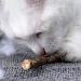 onebarleycorn Cat Catnip Toys for Cats Cat nip Toy Sticks Natural Matatabi Kitten Chews Toy Dental Treats Teething Stick for Cats Pack of 20 pcs 20 count (Pack of 1) - Buy Online on GoSupps.com