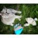 Buy L wenk nig Taurus 2.0 High-Quality Pet Brush Gloves for Cats & Dogs - Extra Long Soft Knobs & Accessories in Pink - Ideal for Short & Long-Haired Pets - Buy Online on GoSupps.com