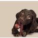 BULLY PALS - 6 inch Beef Collagen Sticks - Dog Dental Chew - 12 Pack - Odour Free Rawhide Free Long Lasting All Natural Protein Rich for Small to Medium Dogs 1 count (Pack of 12) - Buy Online on GoSupps.com