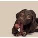 BULLY PALS - 6 inch Beef Jumbo Collagen Sticks - Dog Dental Chew - 9 Pack - Rawhide Free Long Lasting Alternative to Bully Sticks All Natural Protein Rich - Buy Online on GoSupps.com