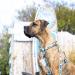 Max & Molly H-Harness - Aloha | Premium Pet Harness for Stylish Dogs | International Shipping Available - Buy Online on GoSupps.com