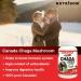 Nutridom Canadian Chaga Mushroom Capsules 500mg 100% Authentic Canadian Chaga Mushrom Extract Supplement Vegan Wild-Harvested Hand-picked Gluten Free Soy Free Dairy Free & Non-GMO (120 Veggie capsules) - Buy Online on GoSupps.com