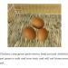 Handwoven Grass Nesting Box Pads for Chickens and Small Animals - Set of 6 Natural Straw Mats - Buy Online on GoSupps.com