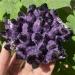 Amethyst Amethyst Cluster Quartz Crystal VUG Specimen 1pc - Buy Online on GoSupps.com