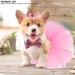 Nicoone Dog Tutu Rock Fly Crown Hat Set | Cute 3-Piece Outfit for Small Dogs & Cats | Perfect Dog Party Gift - Buy Online on GoSupps.com