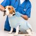 Buy Hjumarayan Dog Body After Op - Breathable Castration Medical Body for Small to Large Dogs - Sky Blue XXL - Buy Online on GoSupps.com