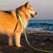 Laroo 10m Reflective PVC Dog Leash - Waterproof Drag Line for Small & Large Dogs | Night Walking Training Lead - Green - Buy Online on GoSupps.com