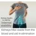 Kidney Cleanse Supplement - 120 Vegan Capsules for Detox & Health - Buy Online on GoSupps.com