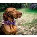 Dogwong Violet Dog Collar with Removable Fly | Adjustable & Comfortable for Small to Medium Dogs | Perfect Gift for Girls - Pack of 1 - Buy Online on GoSupps.com