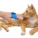 Molain 2-Piece Dog & Cat Bath Brush Set - Silicone Rubber Pet Grooming Tool for Fur Cleaning & Massage - Buy Online on GoSupps.com