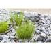 Melica ciliata - Eyelash Pearl Grass - 9cm pot