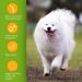 Nobleza Dog Shampoo for White Fur - Optimal Care for Maltese Havanese & Bichon - 250ml - Buy Online on GoSupps.com