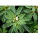 Organic Fenugreek Seeds 1.5 lbs - Non-GMO Raw Whole Methi - Kosher Vegan - Iron, Copper, Fiber - Bulk Pack of 1 - Buy Online on GoSupps.com