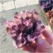Crystal Rough Natural Crystal Cluster Amethyst Specimen Purple Quartz Reiki Stone Raw Crystal Home Decor Decoration Gift 300-400g - Buy Online on GoSupps.com