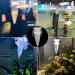 Acrylic V-Shape Automatic Fish Feeder | Red Worm & Brine Shrimp Food Cup with Suction Cup - Buy Online on GoSupps.com