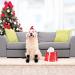 2 Pairs Anti Slip Dog Socks Paws Stop Licking Dog Grip Socks Pet Paw Protector Dog Boots Dog Claw Socks Dog Shoes Dog Slippers with Adjustable Strap for Puppy Dog Indoor Outdoor Hardwood Floor Walking M - Buy Online on GoSupps.com