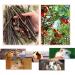 Sharllen Apple Sticks Pet Chew Toys for Rabbits, Chinchillas, Guinea Pigs - 3.5 oz (1 Pack) - Buy Online on GoSupps.com