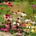 Echinacea Mixed Seeds - High-Quality Echinacea Seeds for International Shipping | Grow Your Own Echinacea - Buy Online on GoSupps.com