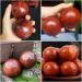 Buy FRCOLOR 6-Pack Solid Wood Acupressure Massage Balls - Traditional Chinese Foot & Hand Roller for Health Care - International Shipping Available - Buy Online on GoSupps.com