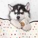 URATOT Dot Print Pet Blanket 4-Piece Set | Soft & Durable Dog Blanket | 24x16 Inches | Blue Pink Dark Grey Beige - Buy Online on GoSupps.com