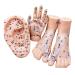 Earrings and hand and foot acupuncture points Chinese medicine acupuncture model massage acupuncture hand model for meridian acupoint learning