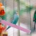 iplusmile Stainless Steel Bird Perch for Parrot - Grinding Claws, Trimming Beak, Nails - Exercise Platform for Parakeet, Cockatiel, Conure, African Grey, Macaw - Buy Online on GoSupps.com
