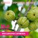 Her Garcinia - 60% HCA Garcinia Cambogia (60 Capsules) - Boost Energy & Lean Body Composition - Buy Online on GoSupps.com