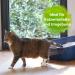 Bactador Enzyme Cleaner - Cat Toilet Smell Remover Spray 150ml | Microbiological Odor Neutralizer | Dog & Cat Urine Odor Eliminator | Deep Cleaning for Pets - Buy Online on GoSupps.com