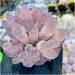 Natural Crystal Rough Crystal Cluster Natural Rose Crystal Cluster Flower Gem Gift Room Office Decor Gift (Size : 300-350g) - Buy Online on GoSupps.com