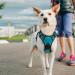 Rabbitgoo Medium Dog Harness - No Pull Adjustable Breathable with Reflex Stripes - Safe Control for Large Dogs - Blue Green (1 Pack) - Buy Online on GoSupps.com