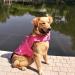 Omem Life Jacket for Dogs - Safe & Stylish Floatation for Puppies | Ideal for Swimming Surfing & Boating - Buy Online on GoSupps.com