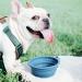 Tokayife Foldable Dog Bowl 560ml - Travel Bowl with Carabiners for Indoor & Outdoor Use - Blue - Buy Online on GoSupps.com