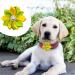 JpGdn 12pcs Dog Collar Bows Flowers with Fake Pearls Collar Charms Bow for Small and Medium Puppy Doggies Cats Pet Wedding Birthday Party Festival Slides Detachable Attachment Grooming Accessories Size: 5cm - Buy Online on GoSupps.com