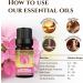 Certified Organic Egyptian Geranium Essential Oil - 100% Pure Therapeutic Grade for Aromatherapy - 10ml with Free E-Book - Buy Online on GoSupps.com