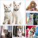 Molain 24-Piece Cat & Dog Collar Bells - Silver Training Bells with Key Ring - Perfect Pet Accessories for Festivals & DIY - Buy Online on GoSupps.com