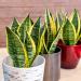 Fully Rooted Sansevieria Superba Snake Plant in Pot - Potted Succulent Houseplant by Plants for Pets - Buy Online on GoSupps.com