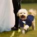 Cit toile Dog Wedding Suit Set | Tuxedo Shirt for Dogs & Cats - Perfect for Weddings Birthdays & Halloween | Blue - Sizes M & M - Buy Online on GoSupps.com