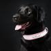 Personalized Reflective Dog Collar & Leash Set | Custom Engraved Name Tag for Small Medium & Large Dogs & Cats - Senristar Pink (S 1.5 cm Width) - Buy Online on GoSupps.com