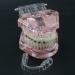 High-Quality Lhlyl-DP Dental Teeth Model for Orthodontic Brackets Simulation | Metal & Ceramic Self-Ligating Bracket Demonstration - Buy Online on GoSupps.com