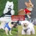 DARENYI Small Dog Harness Set | Adjustable Puppy Vest Harness with Mesh | No Pull Design | Includes 1.2m Lead | Size M Grey - Buy Online on GoSupps.com