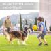 Romantic Bear Dog Recovery Collar | Adjustable Waterproof PVC for Post-Operation Protection | Lightweight & Soft Neck Support for Dogs & Cats (S: 28-34cm) - Buy Online on GoSupps.com