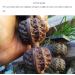 Unbit Baoding Balls - 2 Piece Walnut Marble Stress Ball Set for Self-Massage & Trigger Point Relief - Chinese Exercise Tool - Buy Online on GoSupps.com