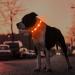 Masbrill LED Dog Collar - Luminous Waterproof Adjustable Safety Band with 3 Flashing Lights for Small Medium & Large Dogs (48-60cm / 19-23.6inch) - Orange - Buy Online on GoSupps.com