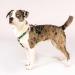 Max & Molly H-Shaped Dog Harness for Small Dogs | Ultra-Comfortable Neoprene XS Tropical | Padded & Lightweight Safety - Buy Online on GoSupps.com