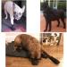 Hipaw Breathable Dog Boots Large - Nonslip Paw Protector for Hardwood Floors | Black | 2.55 insole width - Buy Online on GoSupps.com