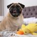 TEISHARE Calming Duck Plush Stress Reliever for Dogs Soothing Duck Squeaky Duck for Puppies Soft Calming Duck for Dogs Comfortable Dog Toy - Buy Online on GoSupps.com