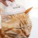 Spray Cat Brush 8x4.5 Inch Steamy Cat Brush with Water Spray 2 in 1 Cat Spray Comb Pet Hair Removal Comb Self Cleaning Grooming Brush for Pets Dogs Cats Shedding Removing Tangled - Buy Online on GoSupps.com